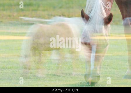 Cavalli, doppia esposizione e fotografia ICM per stampe artistiche. Ambientazione equestre in un campo, icm sfocata e immagini fantasma. Foto Stock