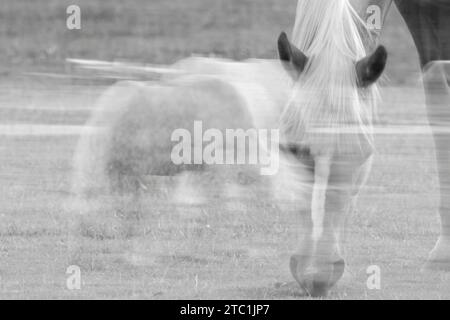 Cavalli, doppia esposizione e fotografia ICM per stampe artistiche. Ambientazione equestre in un campo, icm sfocata e immagini fantasma. Foto Stock