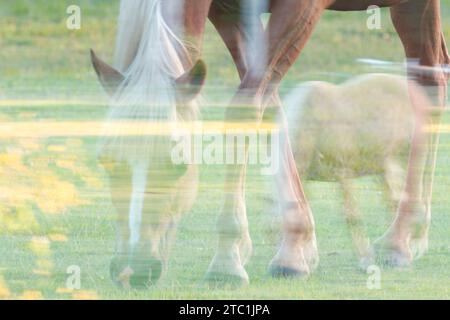 Cavalli, doppia esposizione e fotografia ICM per stampe artistiche. Ambientazione equestre in un campo, icm sfocata e immagini fantasma. Foto Stock