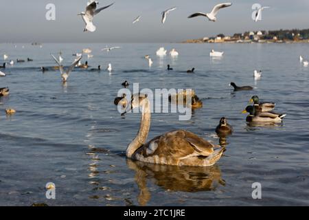 Seagulls anatre spiaggia di mare. Un flutter di ali, un grande gruppo di uccelli volò in inverno in mari caldi. Il momento del decollo del movimento. Diverse fau marine Foto Stock