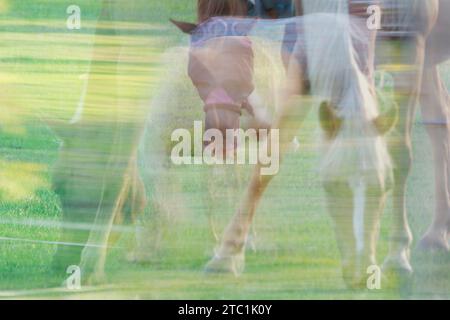 Cavalli, doppia esposizione e fotografia ICM per stampe artistiche. Ambientazione equestre in un campo, icm sfocata e immagini fantasma. Foto Stock