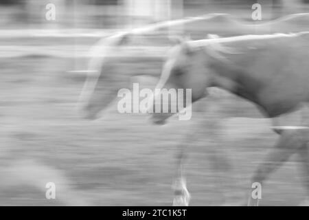 Cavalli, doppia esposizione e fotografia ICM per stampe artistiche. Ambientazione equestre in un campo, icm sfocata e immagini fantasma. Foto Stock