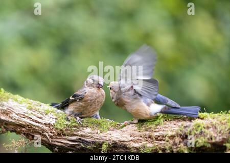 Due giovani Bullfinch eurasiatico (Pyrrhula pyrrrhula) combattono - Yorkshire, Regno Unito a settembre Foto Stock