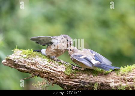 Due giovani Bullfinch eurasiatico (Pyrrhula pyrrrhula) combattono - Yorkshire, Regno Unito a settembre Foto Stock