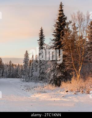 Finlandia. Provincia della Lapponia (Lapin lääni). Inverno a mezzogiorno vicino a Rovaniemi, sul Circolo Polare Artico. Foto Stock