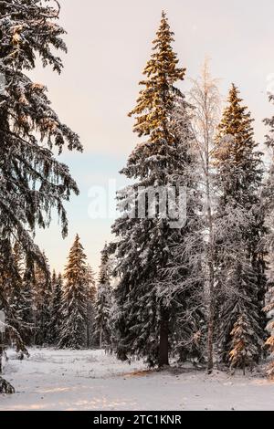 Finlandia. Provincia della Lapponia (Lapin lääni). Inverno a mezzogiorno vicino a Rovaniemi, sul Circolo Polare Artico. Foto Stock