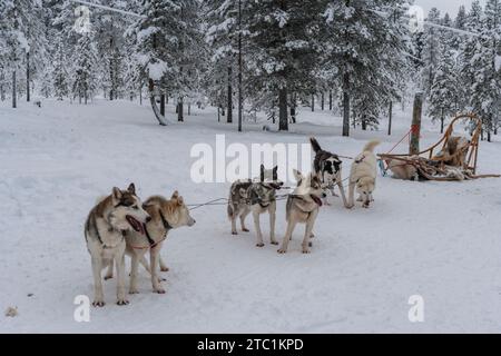 Finlandia. Provincia della Lapponia (Lapin lääni). Cani da slitta. Le slitte per cani sono realizzate in legno flessibile e sono molto leggere. Foto Stock