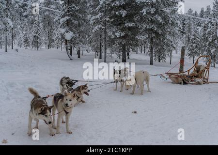 Finlandia. Provincia della Lapponia (Lapin lääni). Cani da slitta. Le slitte per cani sono realizzate in legno flessibile e sono molto leggere. Foto Stock