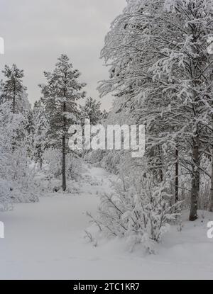 Finlandia. Provincia della Lapponia (Lapin lääni). Pomeriggio d'inverno vicino a Saariselkä, 155 km circa a nord del Circolo Polare Artico. Foto Stock