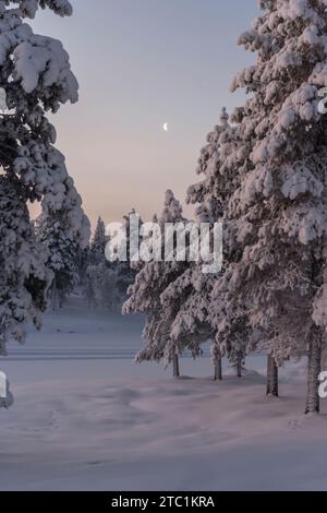 Finlandia. Provincia della Lapponia (Lapin lääni). La mattina presto nel bosco. Foto Stock