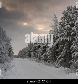 Finlandia. Provincia della Lapponia (Lapin lääni). Pomeriggio d'inverno vicino a Saariselkä, 155 km circa a nord del Circolo Polare Artico. Foto Stock