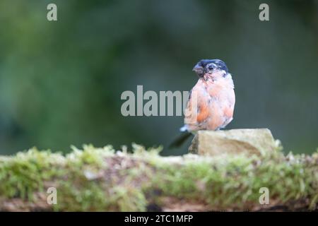 In fase di moulting maschio adulto Bullfinch (Pyrrhula pyrrrhula) arroccato su una pietra all'inizio dell'autunno - Yorkshire, Regno Unito a settembre Foto Stock