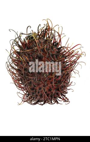 frutto di rambutan isolato su sfondo bianco Foto Stock