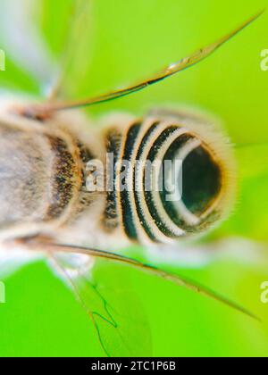 Ripresa ravvicinata su motivi a strisce nell'addome delle api mellifere, seduto in foglie e fiori Foto Stock