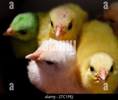 Nell'industria, le giovani pulcini appena schiuse hanno ricevuto colori artificiali per apparire adorabili, aumentando le possibilità di vendita nei mercati locali. Foto Stock