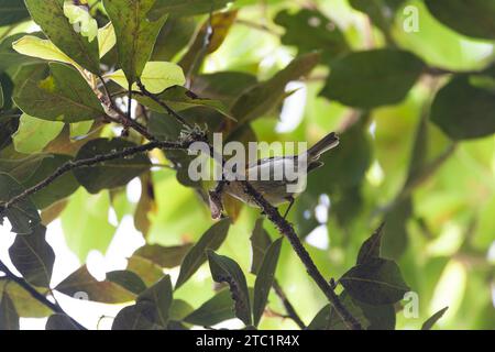 Endemica Madeira Firecrest, Regulus madeirensis, nella foresta di alloro sull'isola di Madeira, Portogallo. Foto Stock