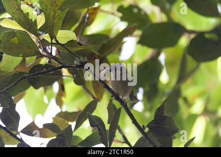 Endemica Madeira Firecrest, Regulus madeirensis, nella foresta di alloro sull'isola di Madeira, Portogallo. Foto Stock