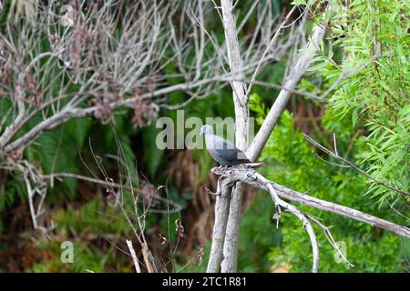 Trocaz Pigeon, Columba trocaz, arroccato su un albero nella foresta di allori a Madeira, Portogallo. Isola endemica. Foto Stock