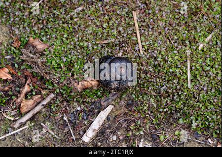 Le lumache di Powelliphanta sono una grande lumaca di terra carnivora originaria della nuova Zelanda Foto Stock