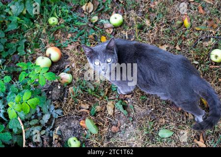 Il gatto birmano Blue American cammina nel meleto Foto Stock