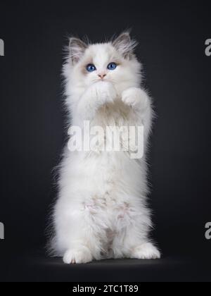 Grazioso gattino bicolore blu Ragdoll, in piedi sulle zampe posteriori come Meerkat, zampa anteriore in alto come tenere qualcosa in mano. Guardando direttamente alla fotocamera W. Foto Stock