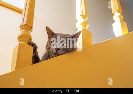 Il grazioso gatto birmano americano siede su una scala dipinta di legno Foto Stock