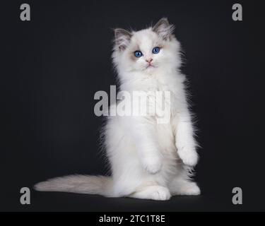 Grazioso gattino bicolore blu Ragdoll, seduto su zampe posteriori come Meerkat con zampe anteriori appese giù. Guardando direttamente alla fotocamera con gli occhi blu. Foto Stock