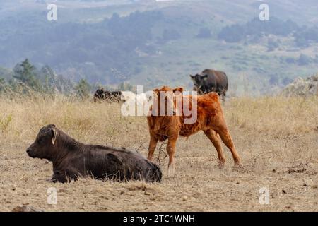 Due mucche bianche e marroni, una più anziana e una giovane, si trovano fianco a fianco in un campo erboso aperto Foto Stock