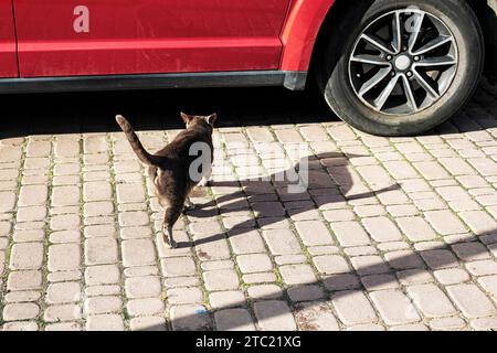 Il gatto blu grasso della razza birmana americana sta camminando nel cortile. Cura degli animali domestici Foto Stock