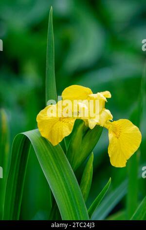 Iris pseudacorus, bandiera gialla, Iris giallo, bandiera dell'acqua, fiori gialli in primavera Foto Stock