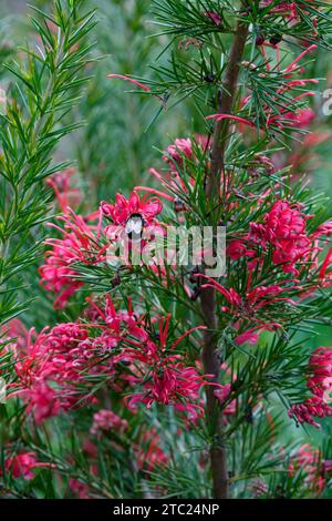 Grevillea Canberra Gem, Spider Flower Canberra Gem, Bombus lucorum, bumblebee dalla coda bianca che forgiano fiori rosa profondi all'inizio dell'estate Foto Stock