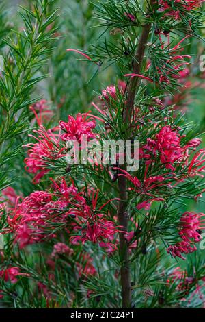 Grevillea Canberra Gem, Spider Flower Canberra Gem, fiori rosa profondi all'inizio dell'estate Foto Stock