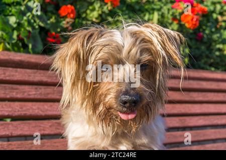 Faccia del cane con peli bagnati. Doggy con espressione calma, dettaglio primo piano di naso e muso, Yorkshire Terrier marrone. Sfondo con fiori Foto Stock