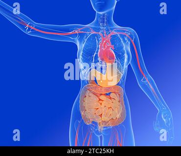 Illustrazione 3D dell'apparato digerente di una donna vista dal fronte. E l'anatomia interna di altri organi importanti. Immagine trasparente. Foto Stock