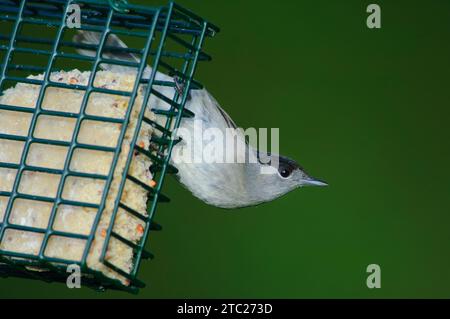 Blackcap, Sylvia atricapilla, maschio, appollaiato sull'alimentatore di blocchi di grasso, County Durham, Inghilterra, Regno Unito, gennaio. Foto Stock