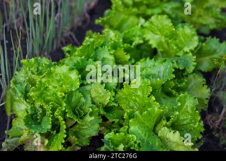 Orto di insalata verde fresca, foglie di insalata verde in prospettiva. Fatto con le tue mani in giardino Foto Stock