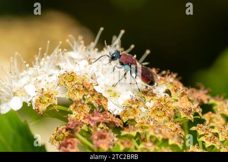 Hedychrum Nobile macro primo piano con le sue vivaci sfumature metalliche è un insetto parassita comunemente noto come una vespa gioiello, immagine fotografica Foto Stock