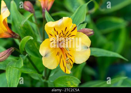 Alstroemeria 'Golden Delight', una pianta di fiori gialli conosciuta anche come Giglio peruviano, immagine fotografica Foto Stock