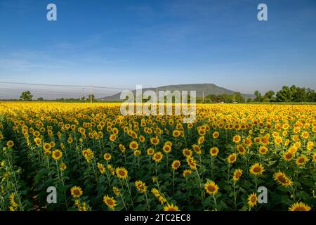 Splendido girasole che fiorisce nel campo dei girasoli con grande moutain e sfondo blu del cielo. Famose attrazioni turistiche della provincia di Lopburi. flo Foto Stock