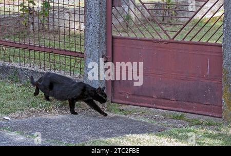 gatto nero vicino alla porta di metallo caccia al topo Foto Stock