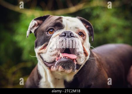 Un adorabile Olde English Bulldogge che mostra la sua lingua. Fotografia scattata in Francia Foto Stock