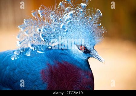 Primo piano della testa di piccione coronata da Vittoria (Goura victoria), splendido piccione coronato dalle foreste e dai boschi della Papua nuova Guinea. Fotografia scattata a fra Foto Stock
