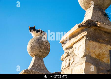 Calico gattino su palla di pietra. Foto Stock