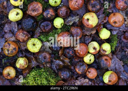 Scomposizione delle mele granchio Foto Stock