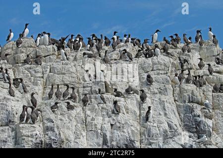 Guillemot e' a Sea Cliff Foto Stock