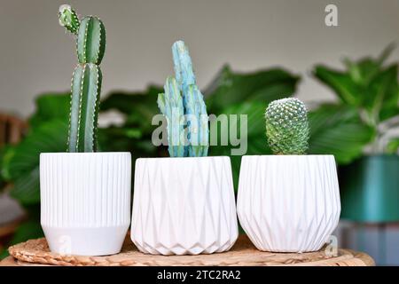 Tre piccole piante di cactus in vasi di fiori sul tavolo del soggiorno Foto Stock