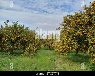 Succose arance mandarine mature in giardino sui rami degli alberi. Foto Stock