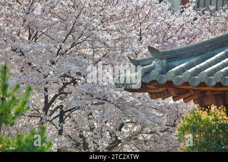 Alberi di ciliegio bianco in fiore incorniciano l'angolo di un tradizionale padiglione coreano, unendo l'eleganza della natura al patrimonio culturale. Foto Stock