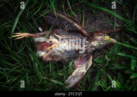 Un uccello, che sembra essere deceduto di recente, è visto su una macchia di erba verde. La piccola ragazza del passero cadde dal nido e morì. Foto Stock