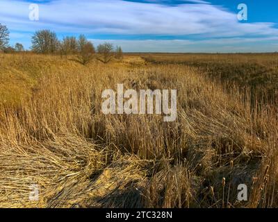 L'immagine mostra un campo con alta erba dorata e alberi sullo sfondo sotto un cielo blu. Canne essiccate in un canale di irrigazione abbandonato. lan nazionale Foto Stock